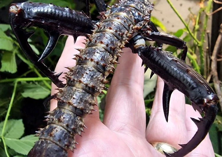 Eurycantha horrida adult male rear leg spines Eurycantha horrida adult male rear leg spines