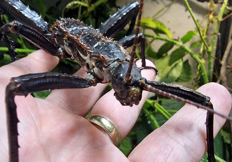 Eurycantha horrida adult male Eurycantha horrida adult male