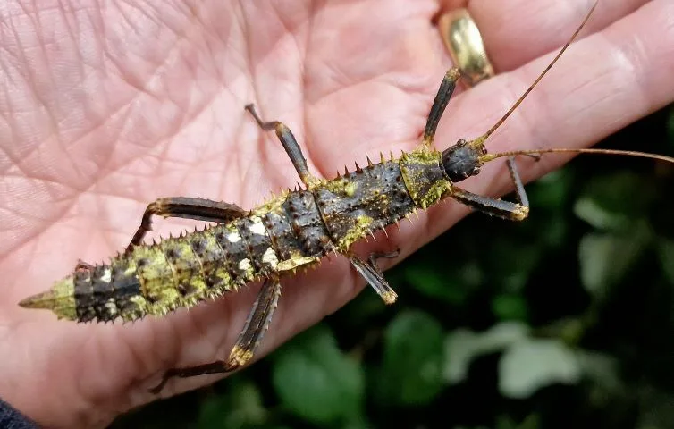 Eurycantha horrida colourful nymph Eurycantha horrida colourful nymph