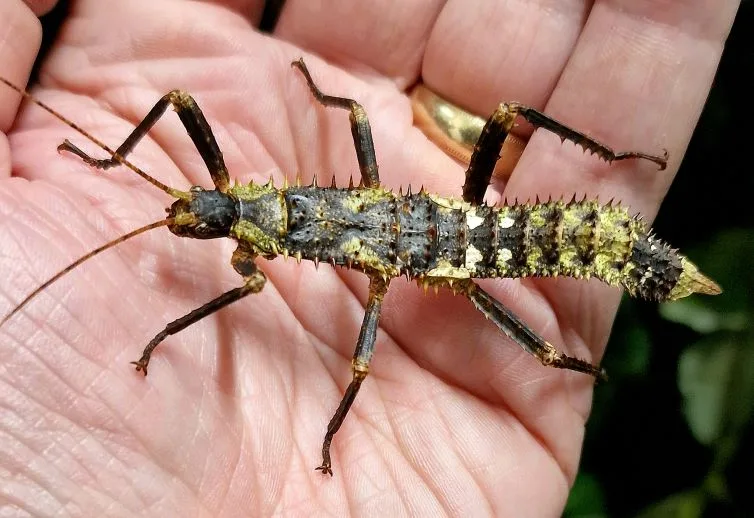 Eurycantha horrida colourful nymph Eurycantha horrida colourful nymph