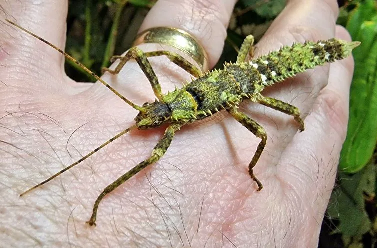 Eurycantha horrida colourful nymph Eurycantha horrida colourful nymph