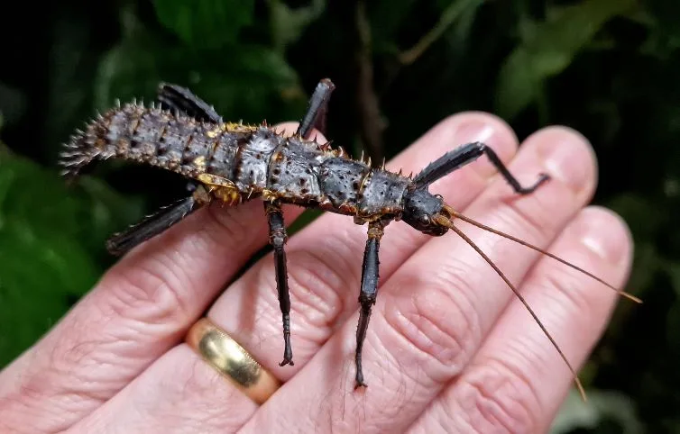Eurycantha horrida male nymph Eurycantha horrida male nymph
