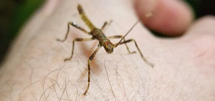 Eurycantha horrida newly-hatched nymph Eurycantha horrida newly-hatched nymph