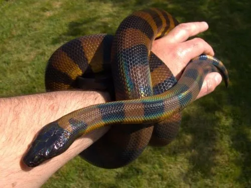 Bismarck ringed python
